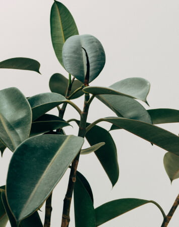 Green Spaces | Arada London