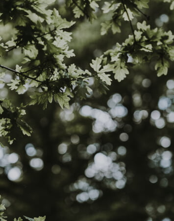 Green Space at Fulton & Fifth